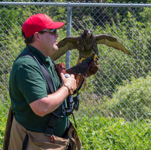 Celebrating Canada Day during FunFest 2019: Falconry demonstration